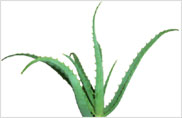 アロエ