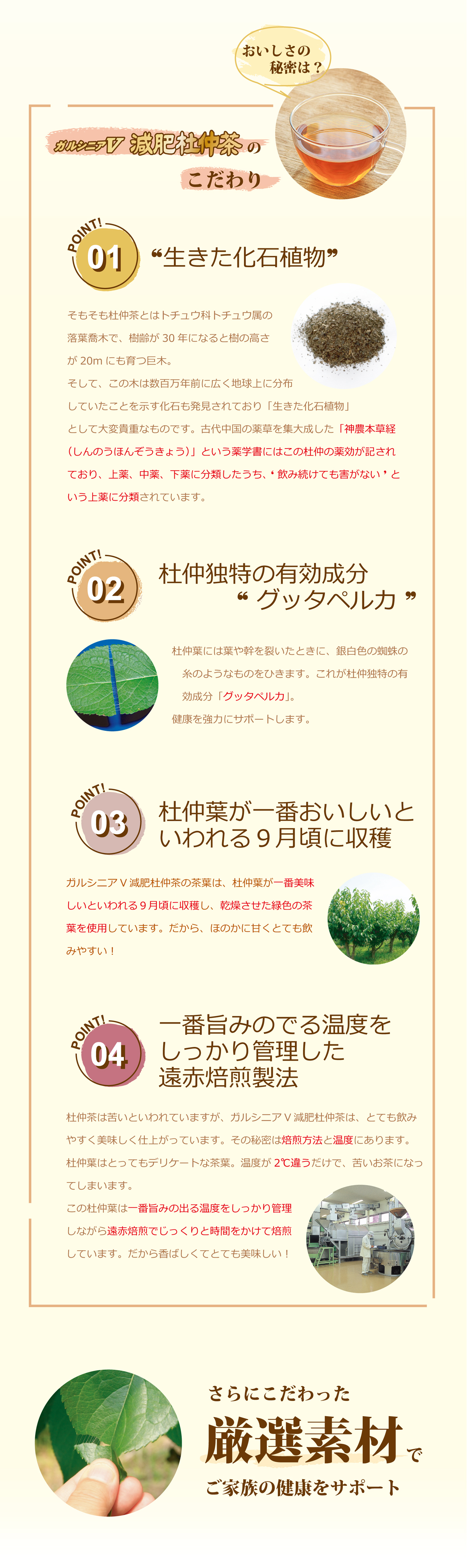 ガルシニアＶ減肥杜仲茶